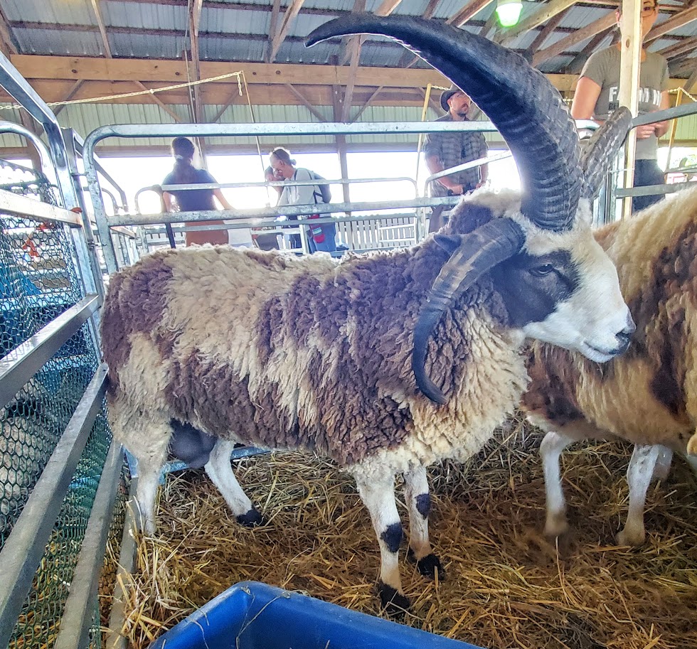 Adult Rams