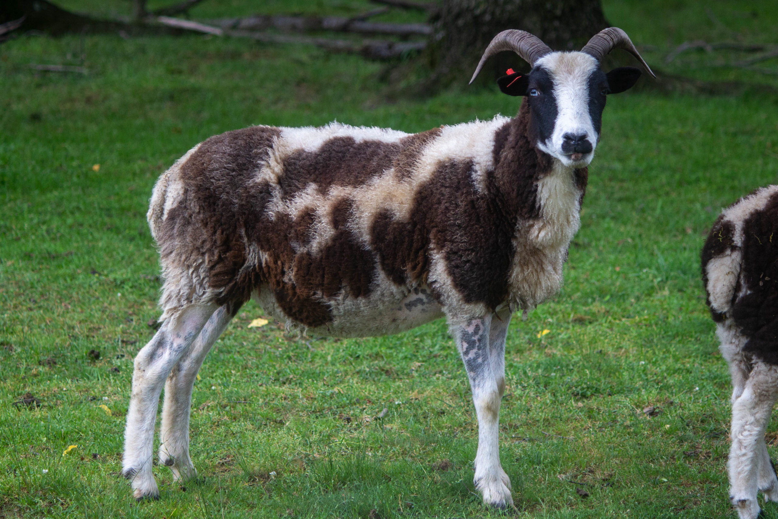 Roving Pistachio Jacob Sheep Classifieds