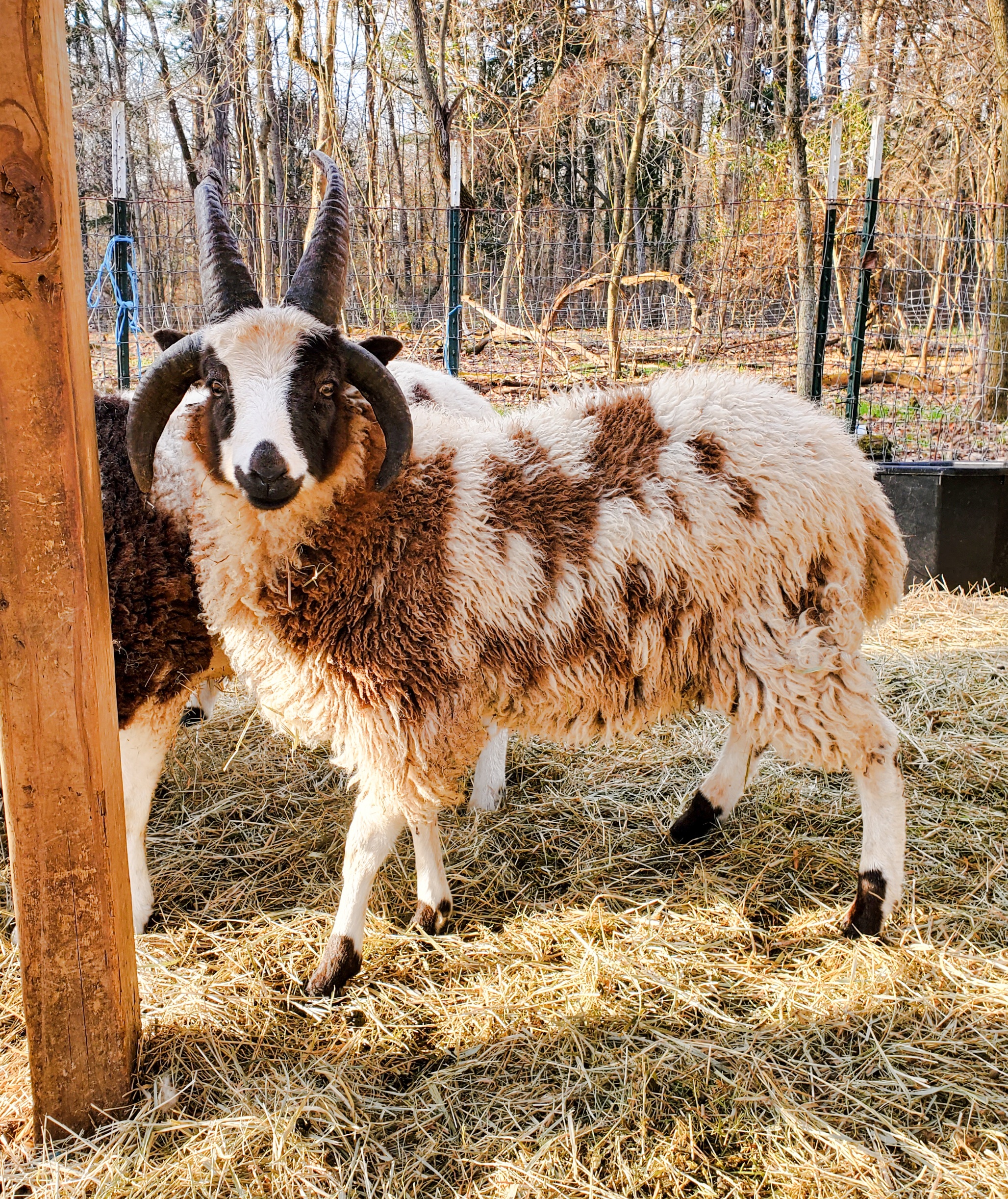 sheep SOLD – Leaf Creek Gothic Finery – 4-Horn Lilac Ran – Jacob Sheep